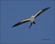 Swallow-tailed-Kite;Everglades;Kite;Flight;Florida;Southeast-USA;one-animal;clos